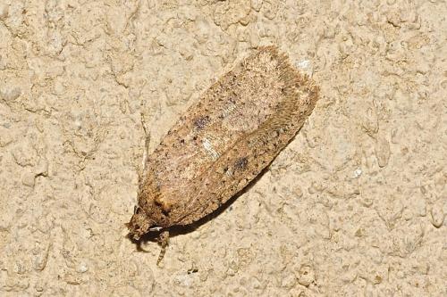 Réf. 196 586 : Agonopterix subpropinquella