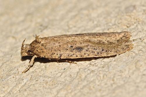 Réf. 196 534 : Agonopterix subpropinquella