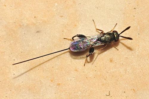 Toryminae