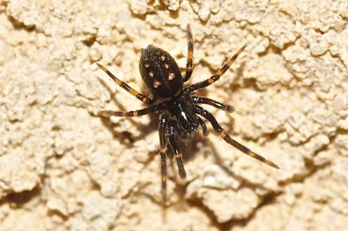 Nurscia albomaculata