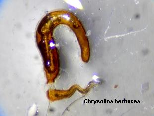 Chrysolina herbacea