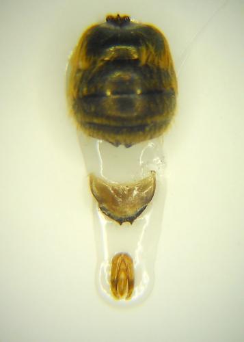 Osmia sp.