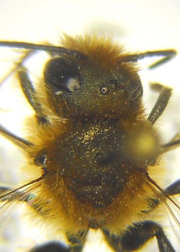 Réf. 196 601 : Osmia sp.