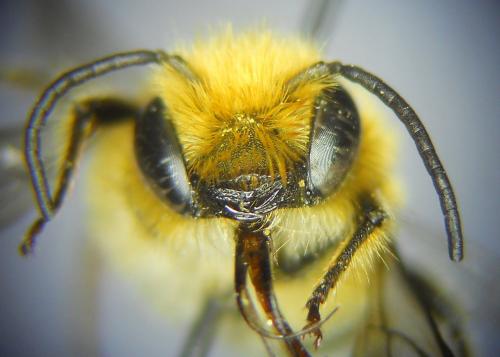Osmia sp.