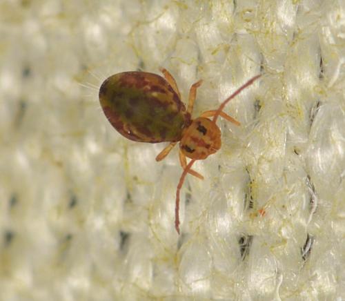 Dicyrtomina ornata
