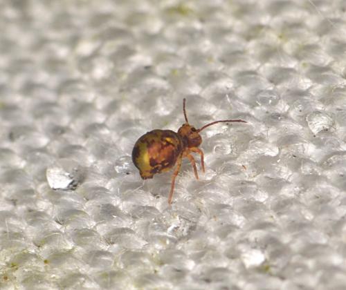 Réf. 196 150 : Dicyrtomina ornata