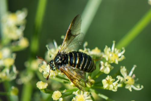 Abia fulgens