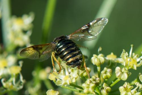 Abia fulgens