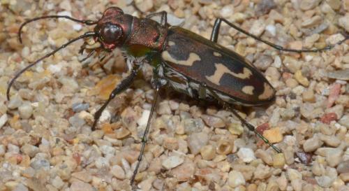 Réf. 196 936 : Lophyra flexuosa