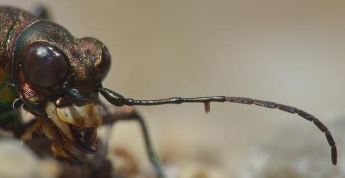 Réf. 196 945 : Lophyra flexuosa