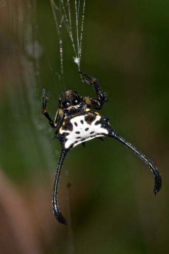 Gasteracantha janopol