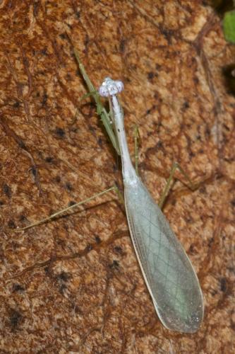 Leptomantella sp.