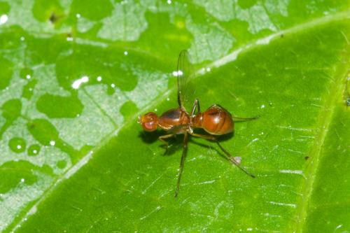 Sepsis sp.