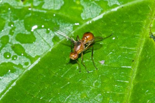 Sepsis sp.