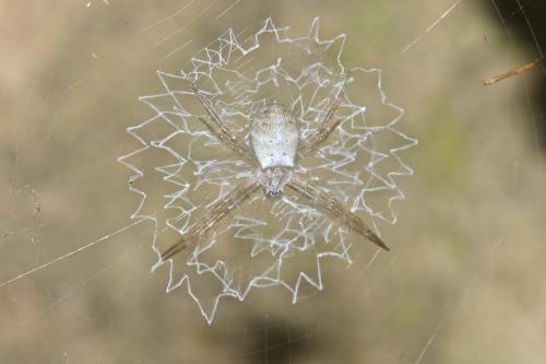 Réf. 196 754 : Argiope sp.