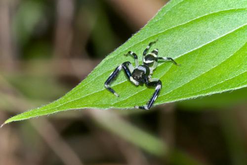 Thiania sp.