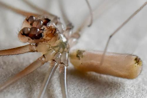 Réf. 196 859 : Pholcus phalangioides