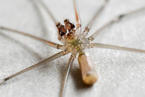 Réf. 196 812 : Pholcus phalangioides