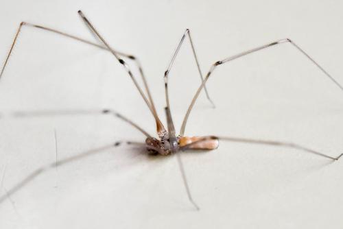 Pholcus phalangioides
