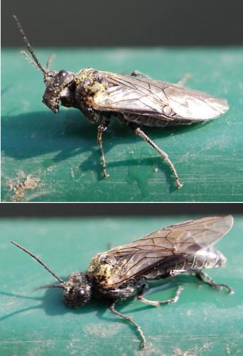 Dolerus sp.