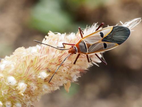 Dysdercus voelkeri