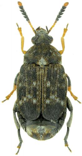 Réf. 196 866 : Bruchus signaticornis