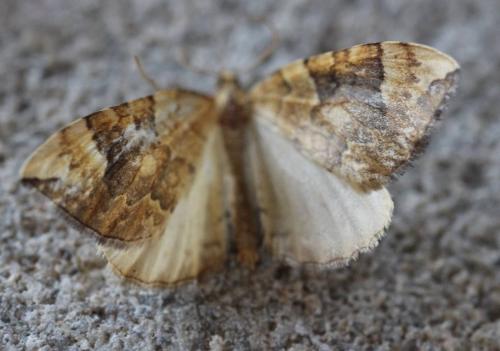 Réf. 196 657 : Eulithis populata