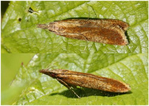 Réf. 196 774 : Dichomeris ustalella