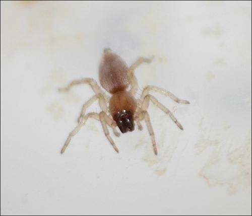 Clubiona sp.