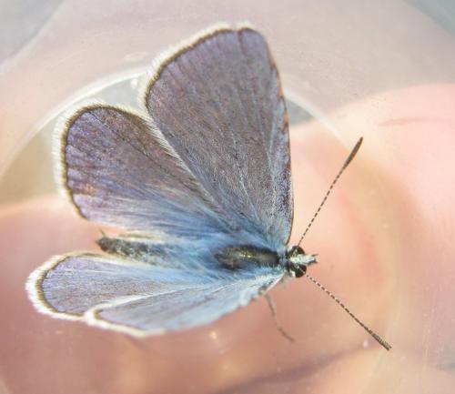 Réf. 196 656 : Polyommatus thersites