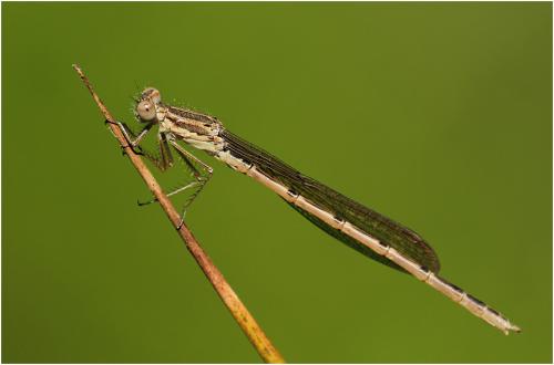 Réf. 196 330 : Sympecma fusca