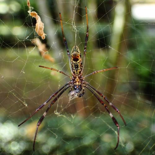 Réf. 196 058 : Trichonephila antipodiana