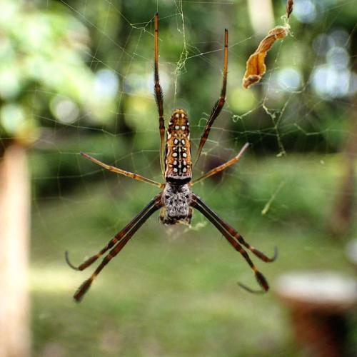 Réf. 196 057 : Trichonephila antipodiana