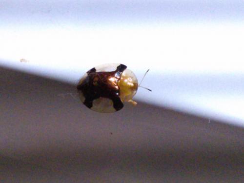 Réf. 196 321 : Cassidinae inconnu