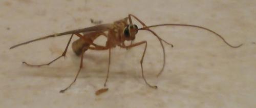 Réf. 196 492 : Ophion obscuratus