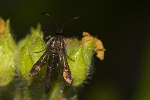 Réf. 196 829 : Pyropteron sp.