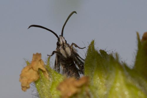 Réf. 196 830 : Pyropteron sp.