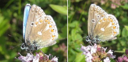Polyommatus bellargus