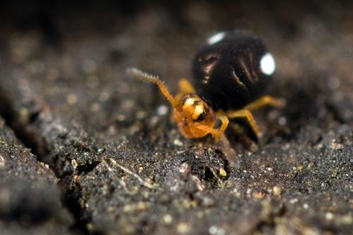 Sminthurinus trinotatus