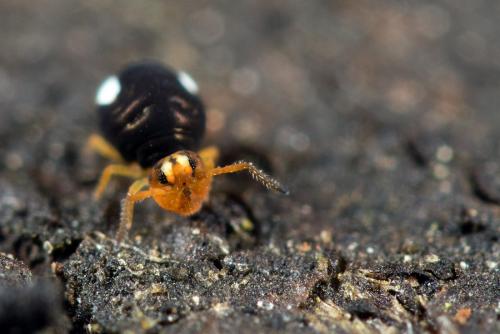 Sminthurinus trinotatus