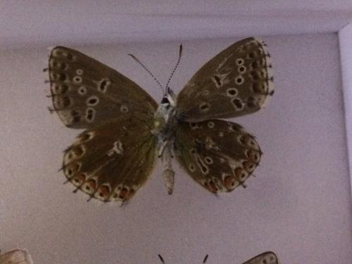 Polyommatus bellargus