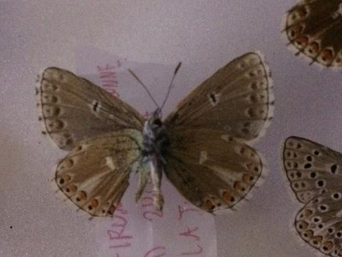 Polyommatus bellargus