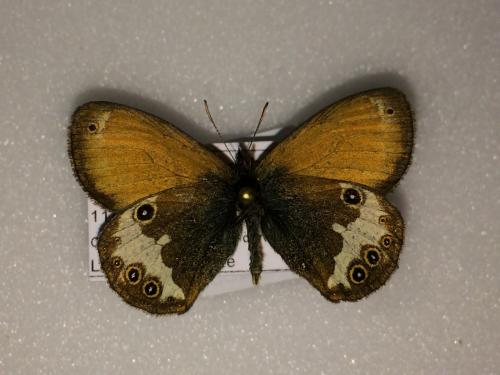 Réf. 196 220 : Coenonympha arcania
