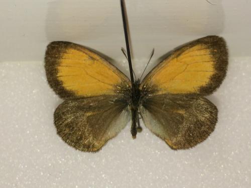 Réf. 196 221 : Coenonympha arcania
