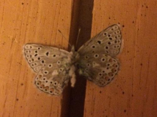 Polyommatus eros