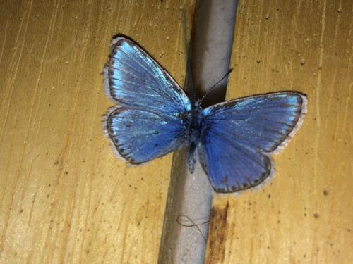 Polyommatus eros