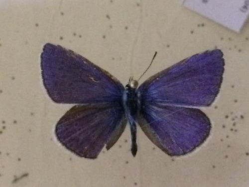 Réf. 196 514 : Polyommatus thersites