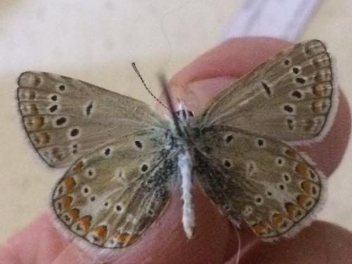 Réf. 196 515 : Polyommatus thersites