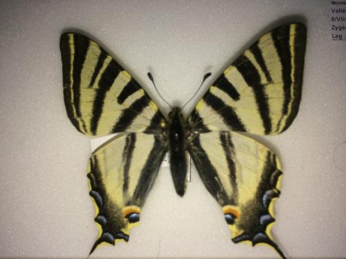 Iphiclides sp.