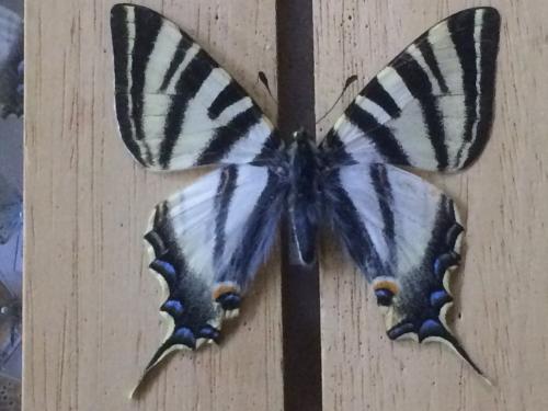 Iphiclides sp.